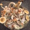 Penis Envy Mushrooms 